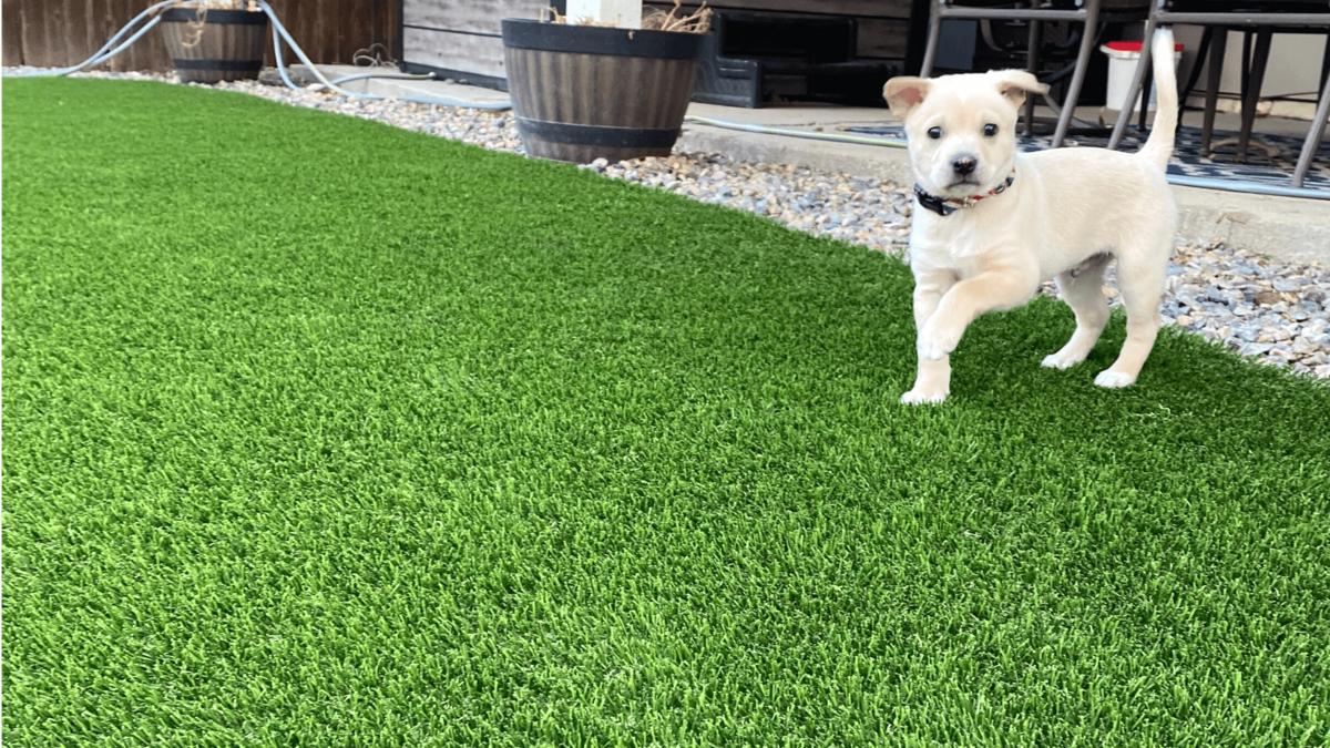 Phoenix Artificial Pet Turf Two Dogs Hero Web