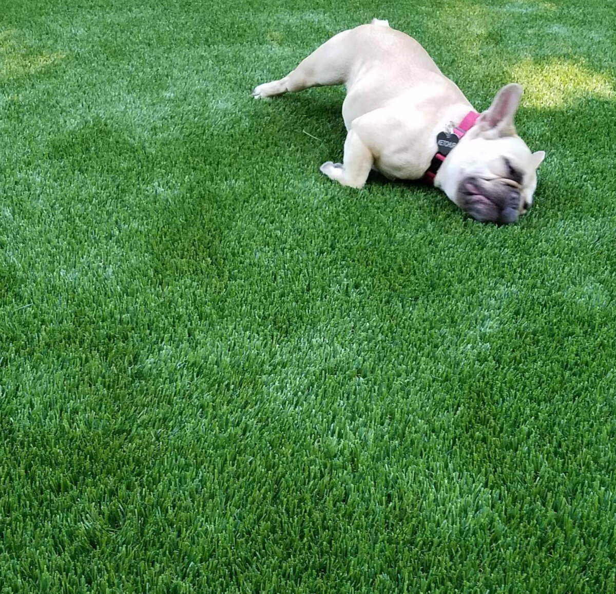 Dog Grass Austin Rubbing Face