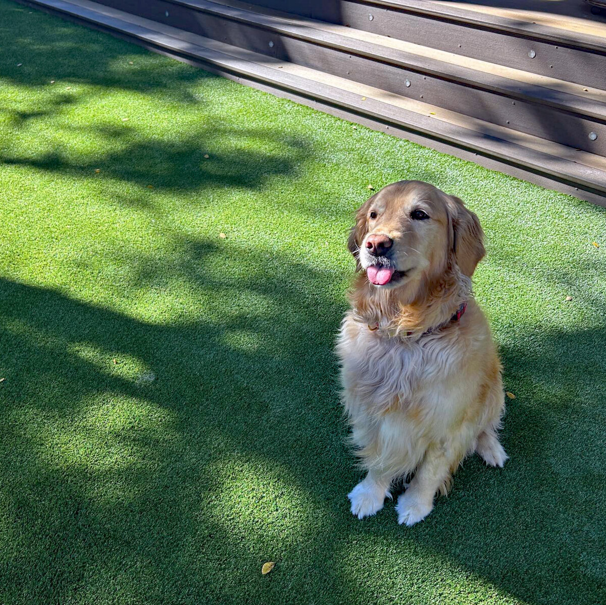 Dog on Artificial Grass Austin
