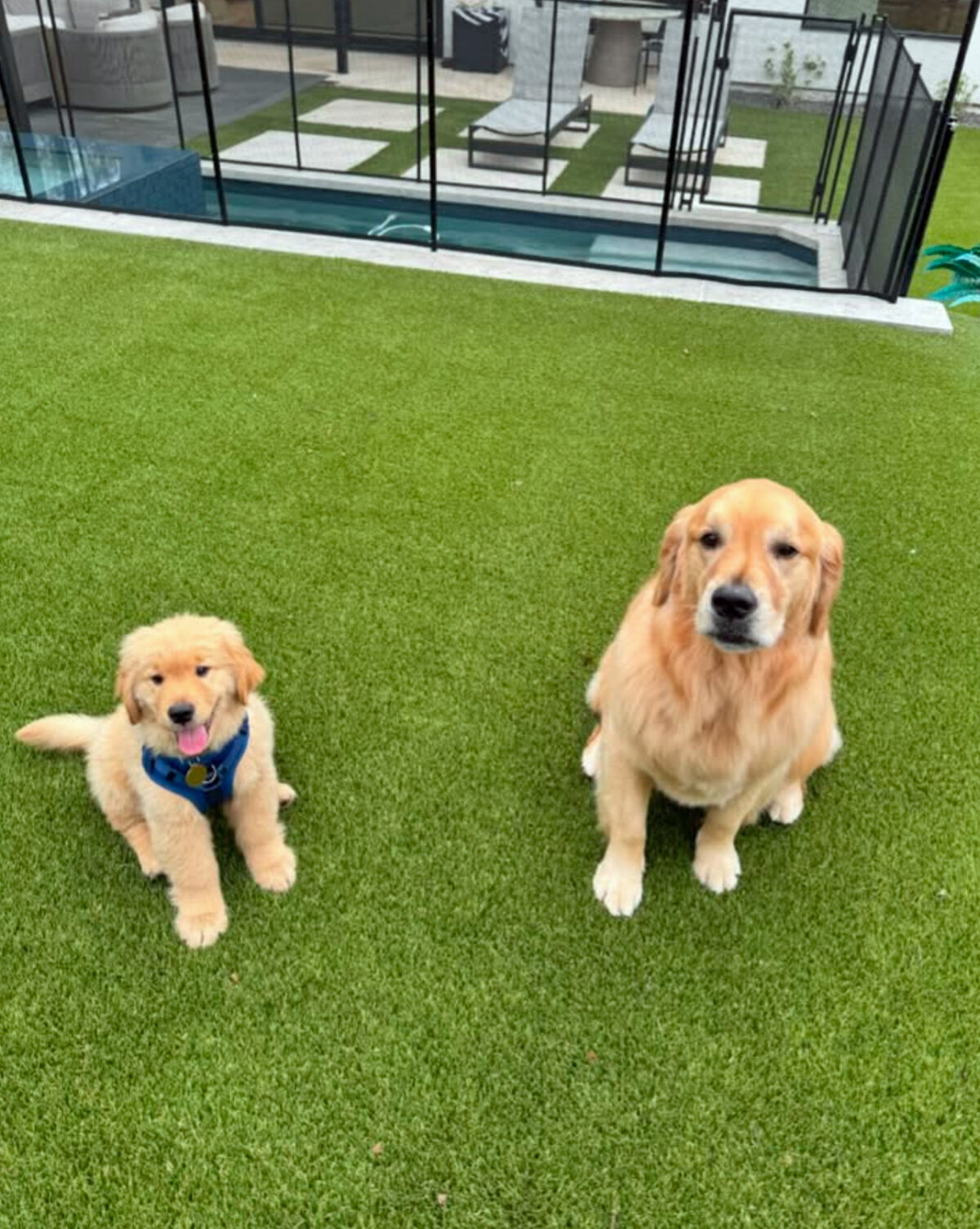 Dogs on New Pet Turf in Austin Texas