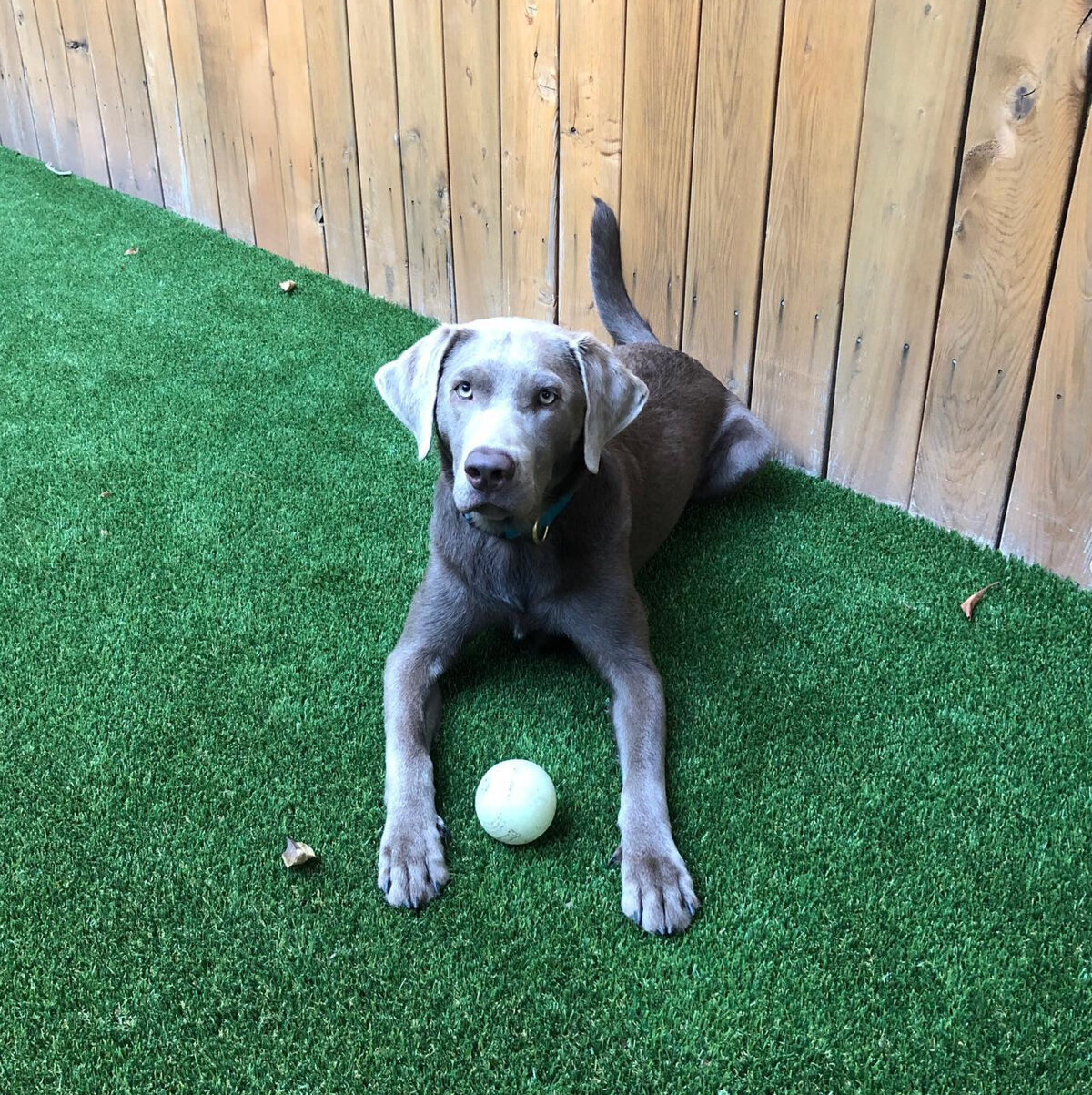 restaurant synthetic grass
