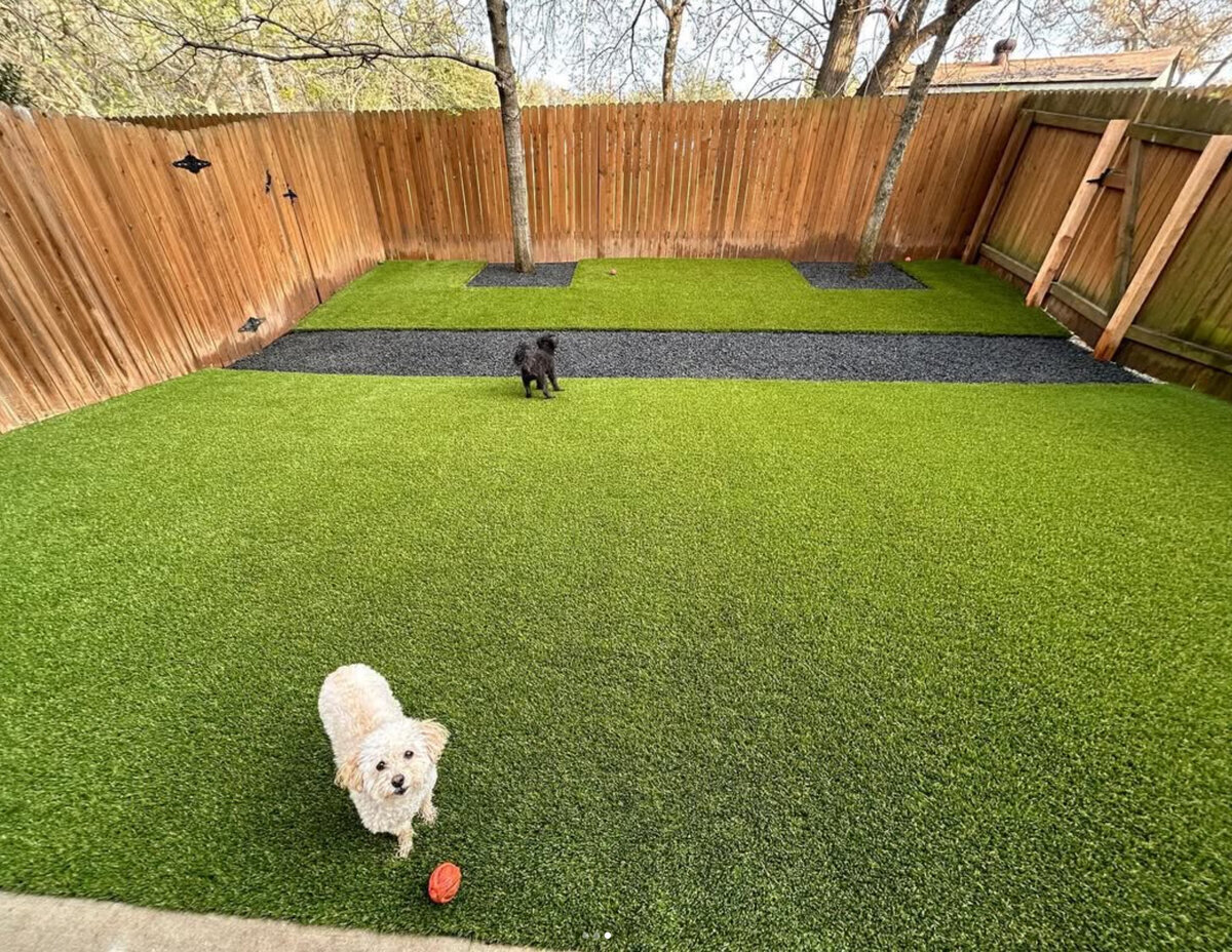 perfect dog grass austin backyard