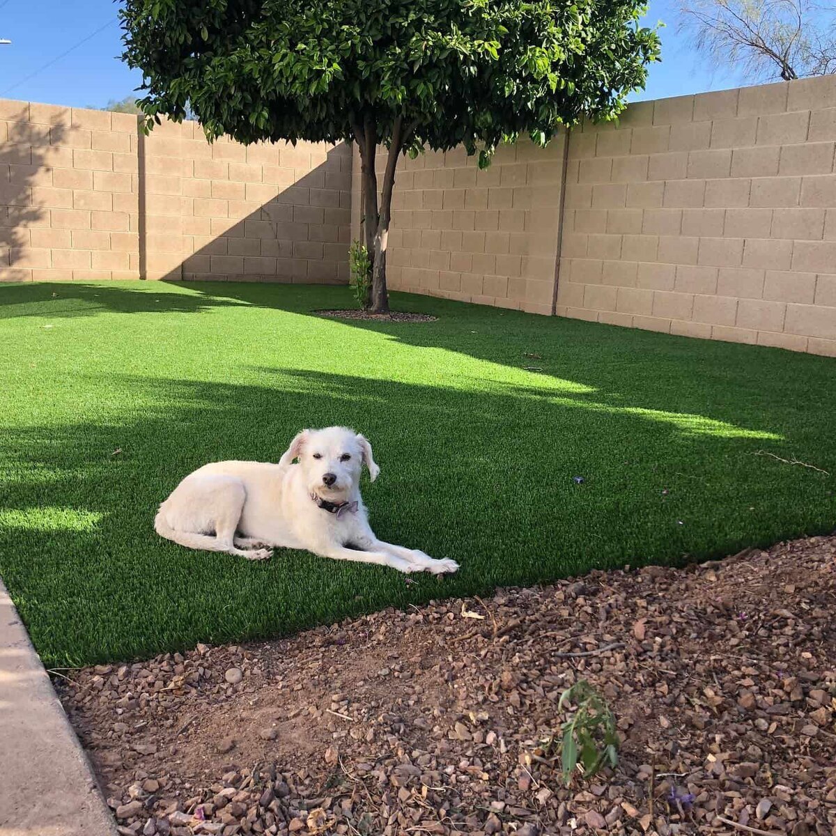 Phoenix Artificial Pet Turf Two Dogs Hero Web