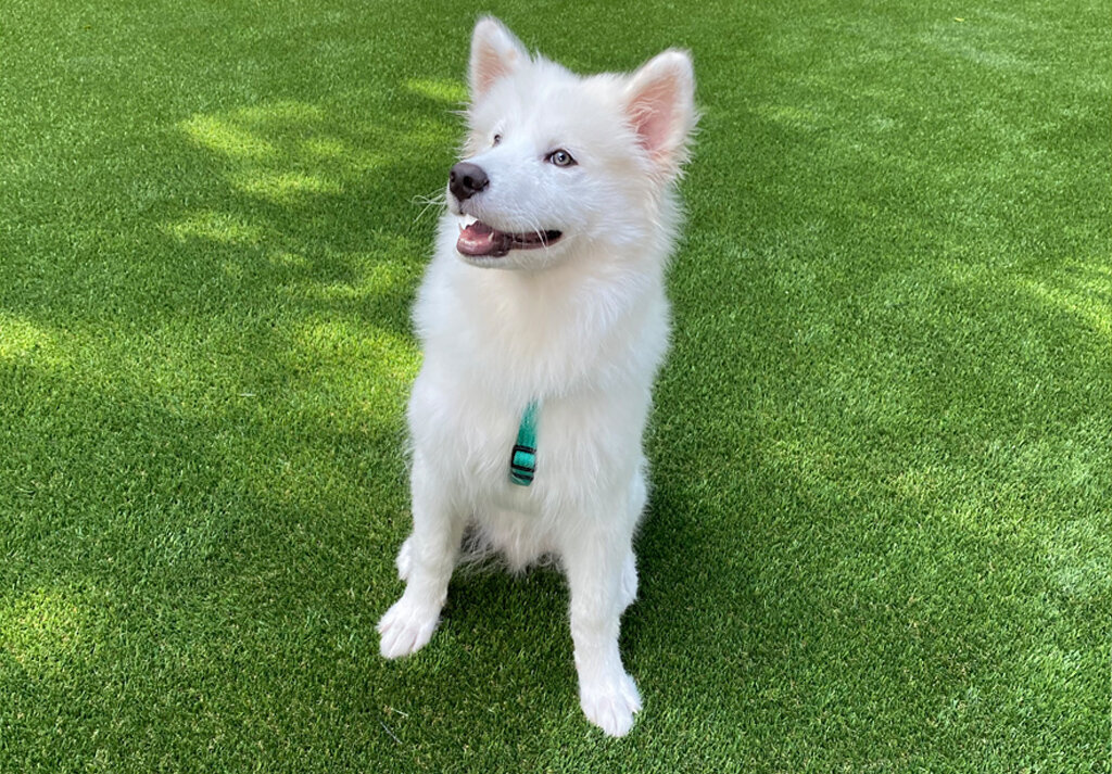 Pet Turf Austin Happy Dog
