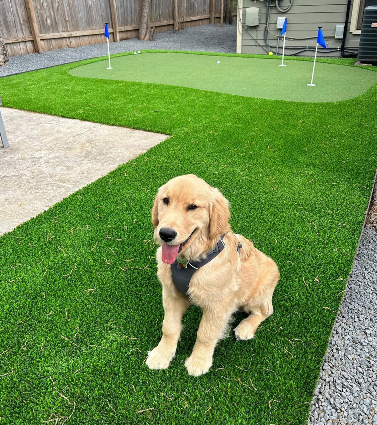 Putting Green with Dog Austin Texas Lawn