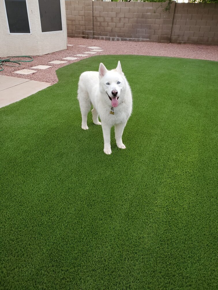 Scottsdale Artificial Pet Turf Two Dogs Hero Web