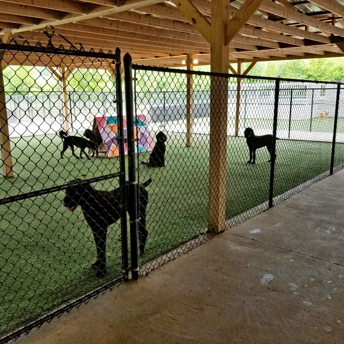 Commercial Dog Turf Day Care