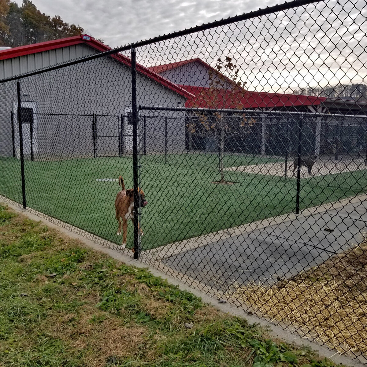 Commercial Pet Grass Installation