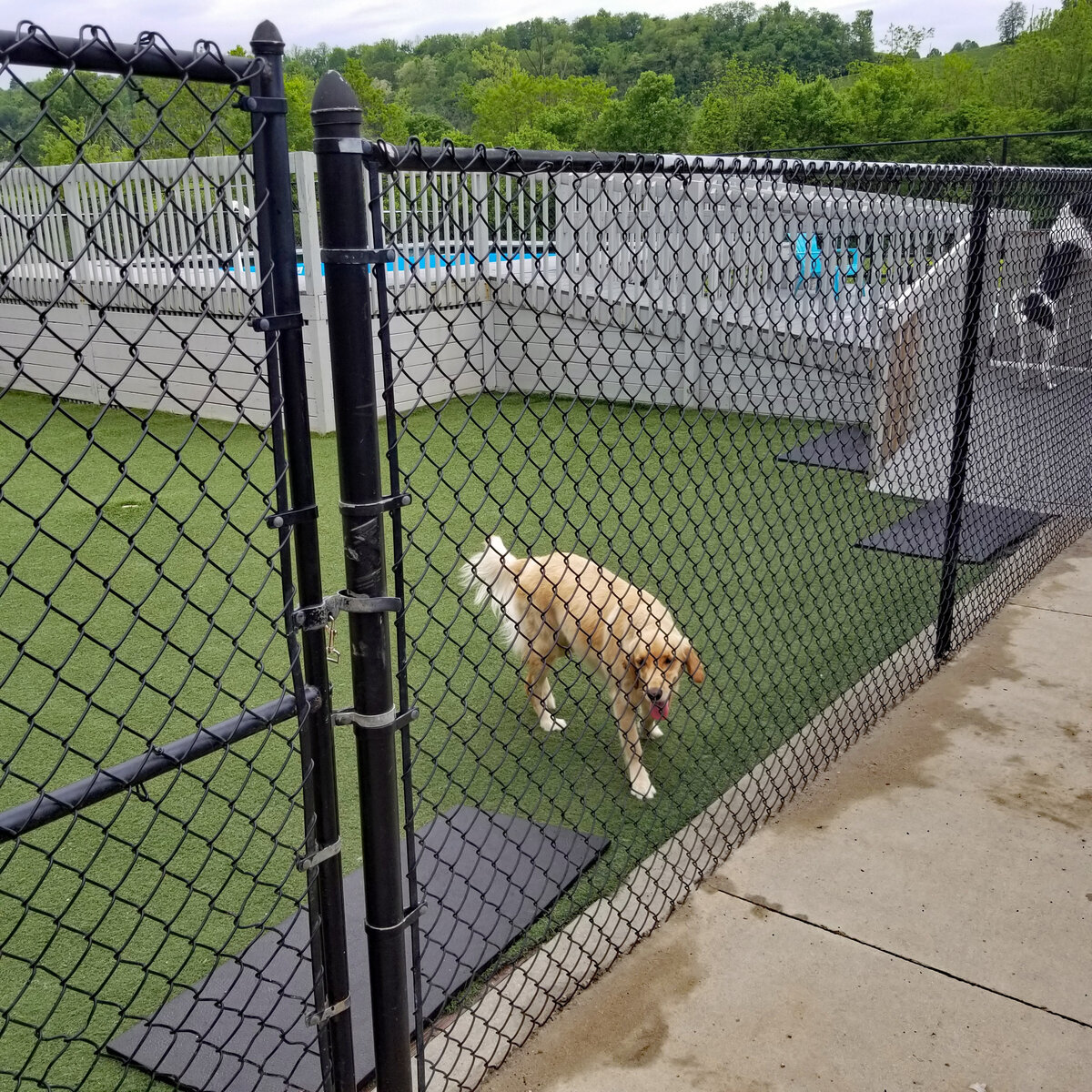 Dog Turf At Border Day Care Pet Grass Lexington