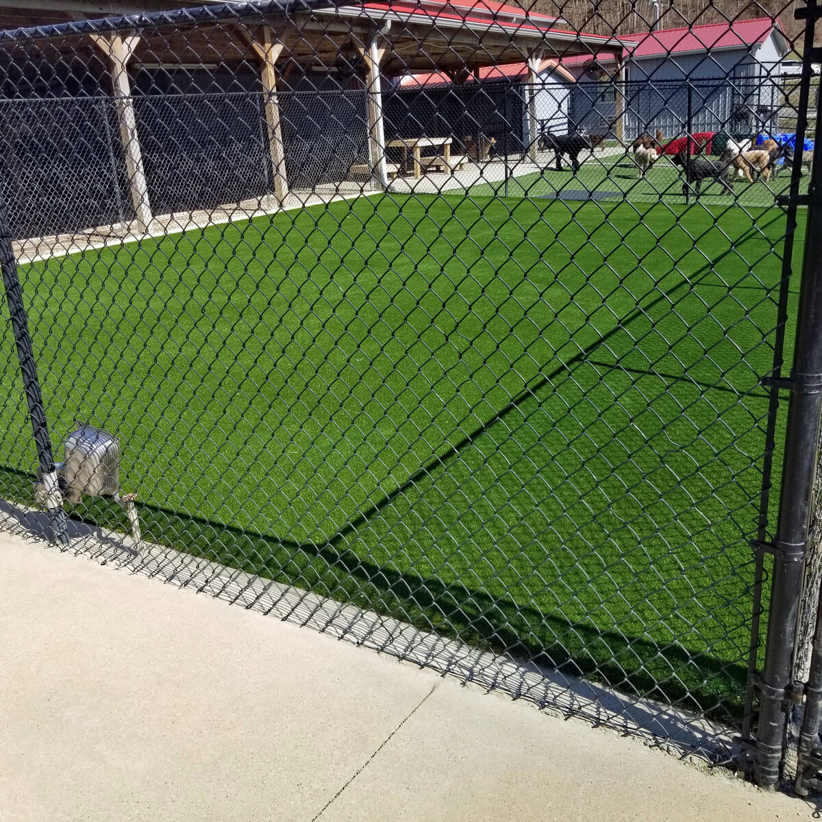 Pet Grass Commercial Dog Day Care Grass365 Lexington