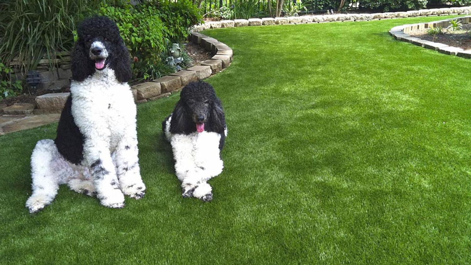 Stamford Artificial Pet Turf Two Dogs Hero Web