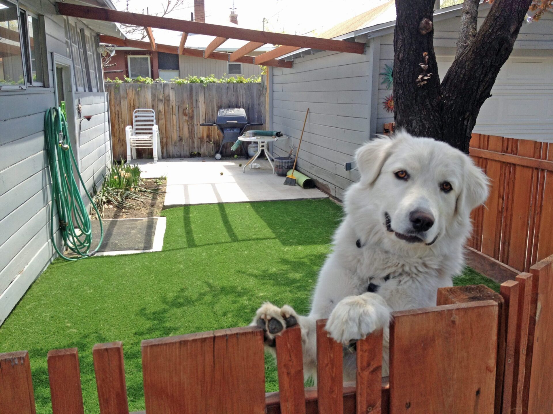Pet-Friendly Artificial Turf