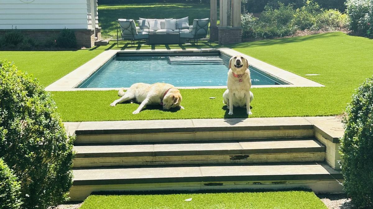 Pet-Friendly Artificial Turf