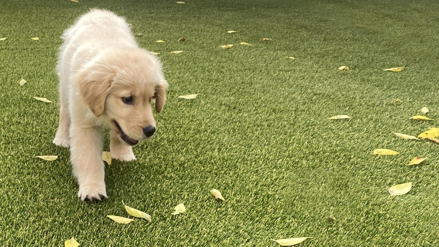 Pet Friendly Turf