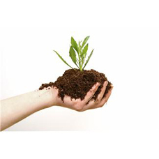 A hand full of direct with a green plant