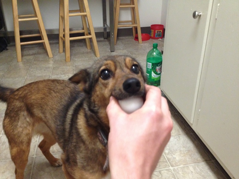Roxy with Egg