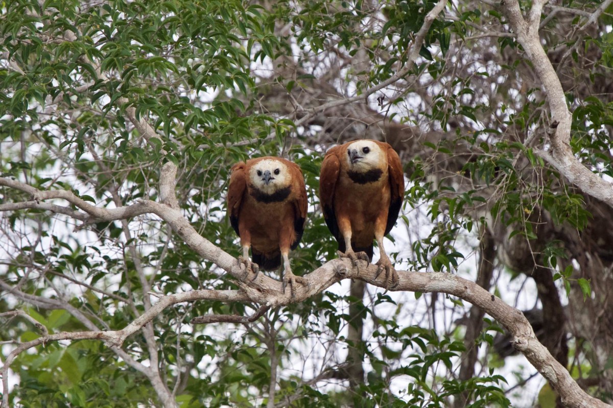 Black-Collared Hawk Pantanal Itineraries