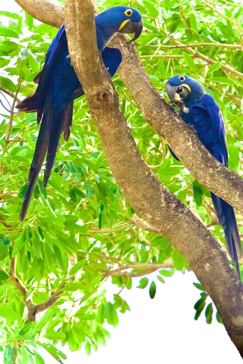 Macaw1 Pantanal travels
