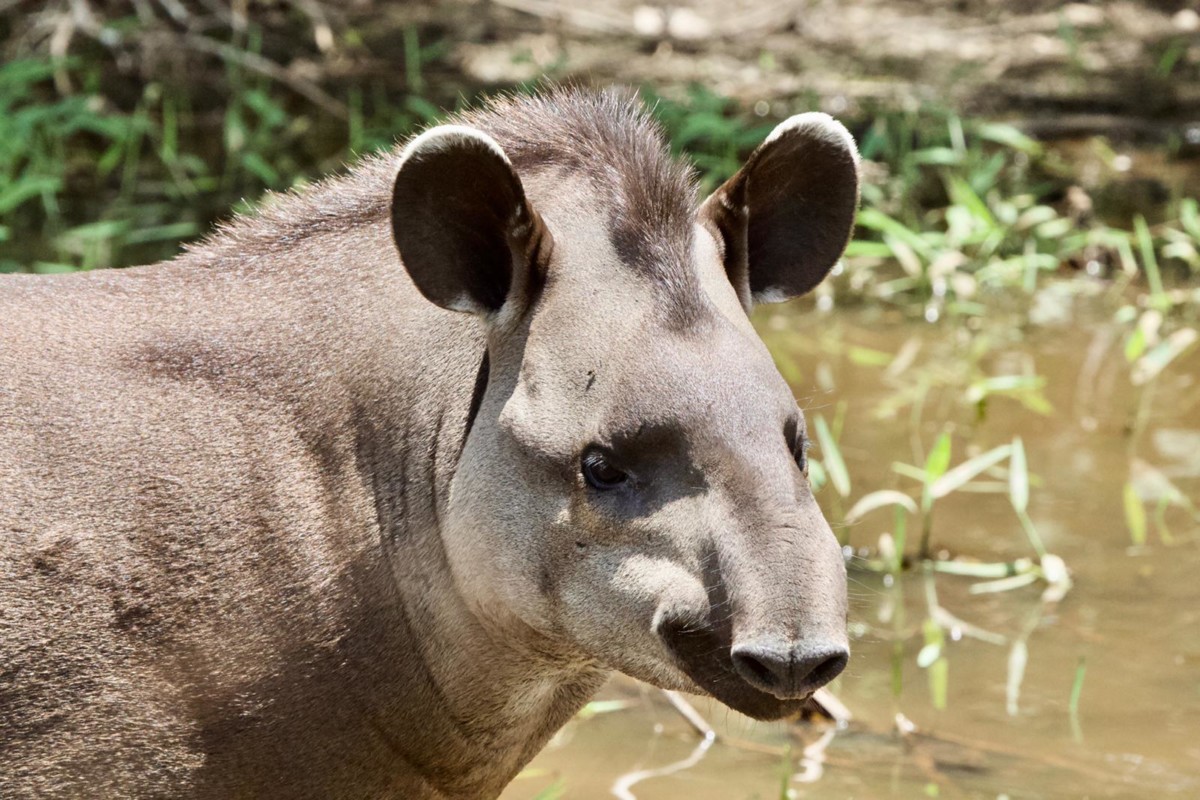 Tapir Pantanal itineraries