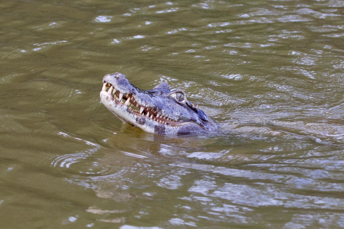 Caiman Pantanal itineraries