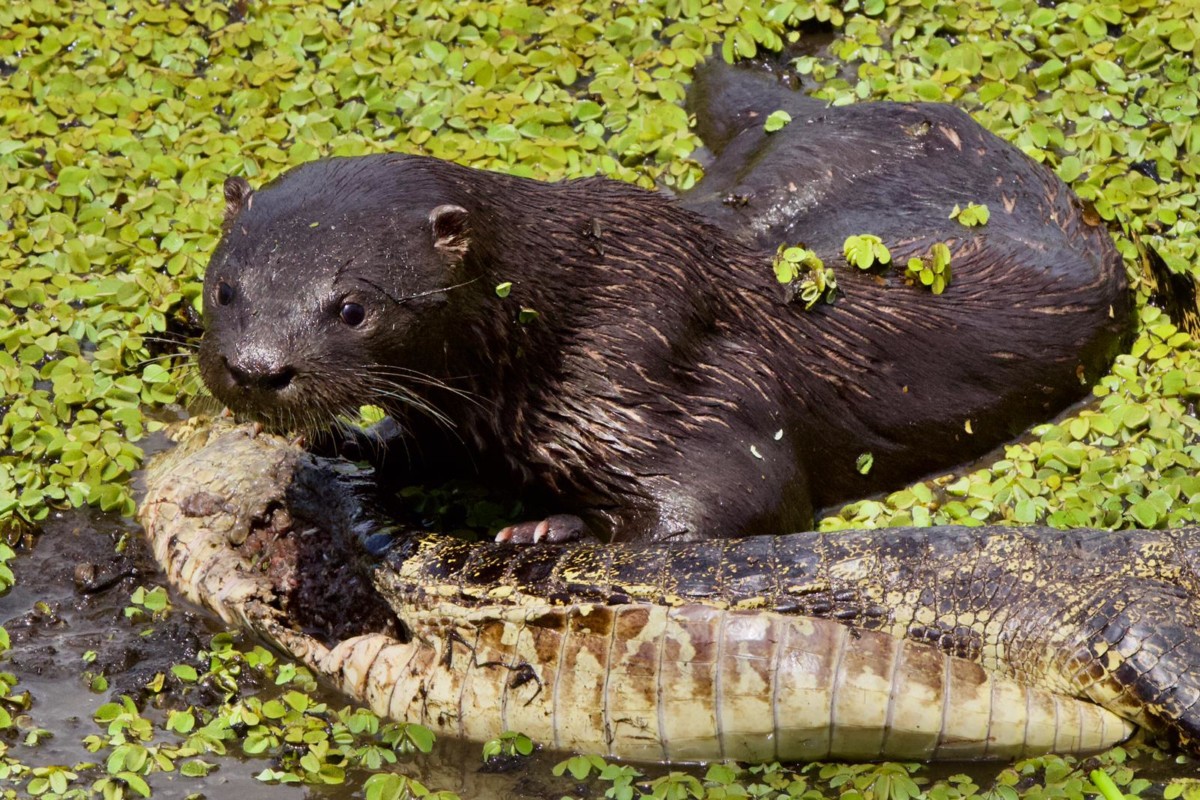 lontra1 Tour Pantanal