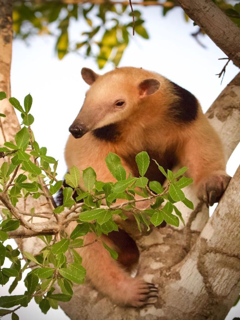 mirim 4 Pantanal Touren