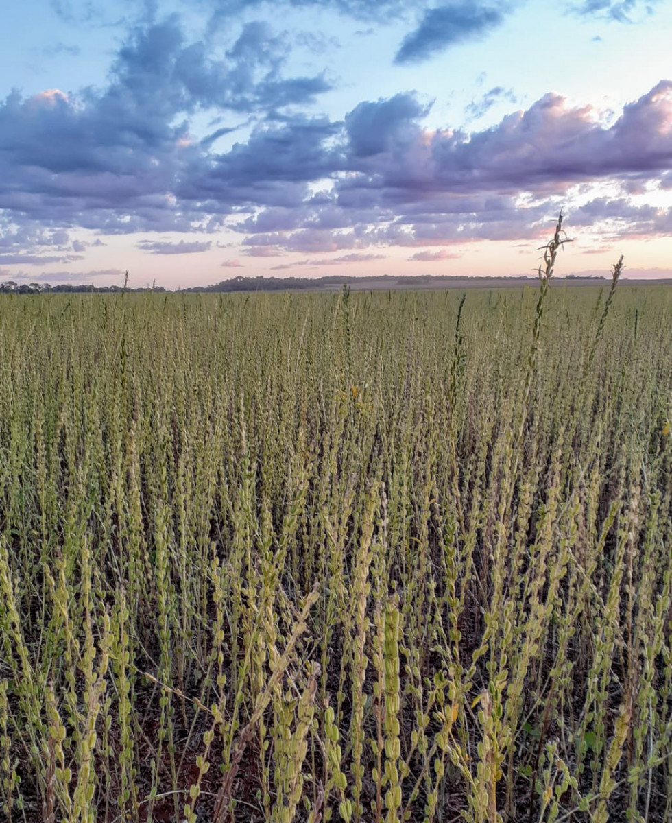Região que mais produz gergelim no Brasil, também proporciona belas