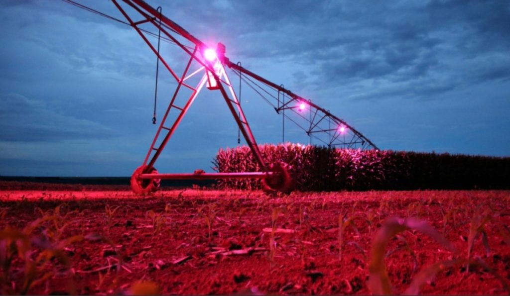 O próximo grande salto da produção agrícola; com apenas 40 dias de irrigação de luz artificial durante a noite, produção pode aumentar em 70%