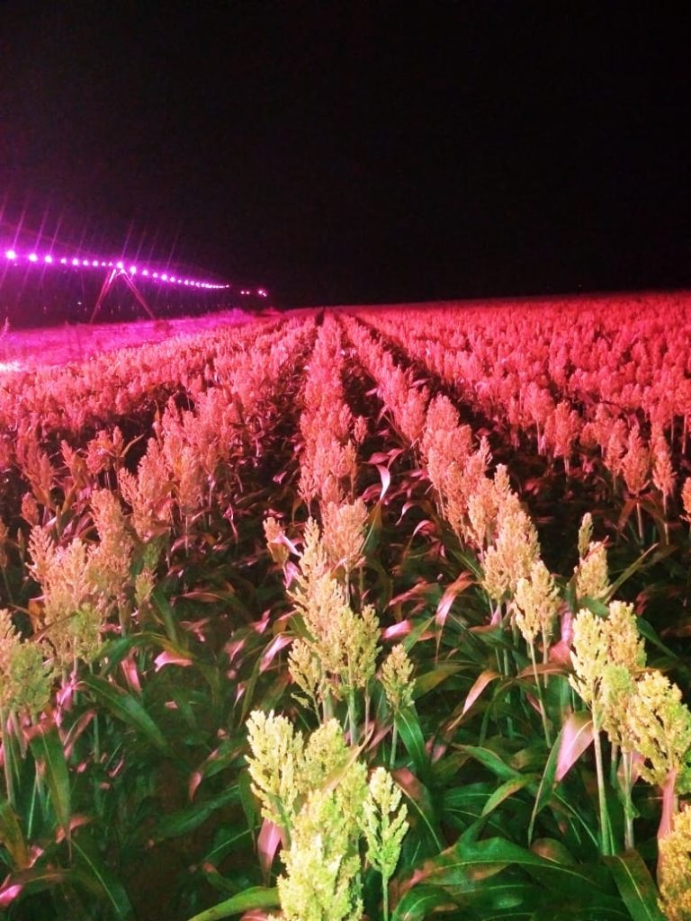 O próximo grande salto da produção agrícola; com apenas 40 dias de irrigação de luz artificial durante a noite, produção pode aumentar em 70%