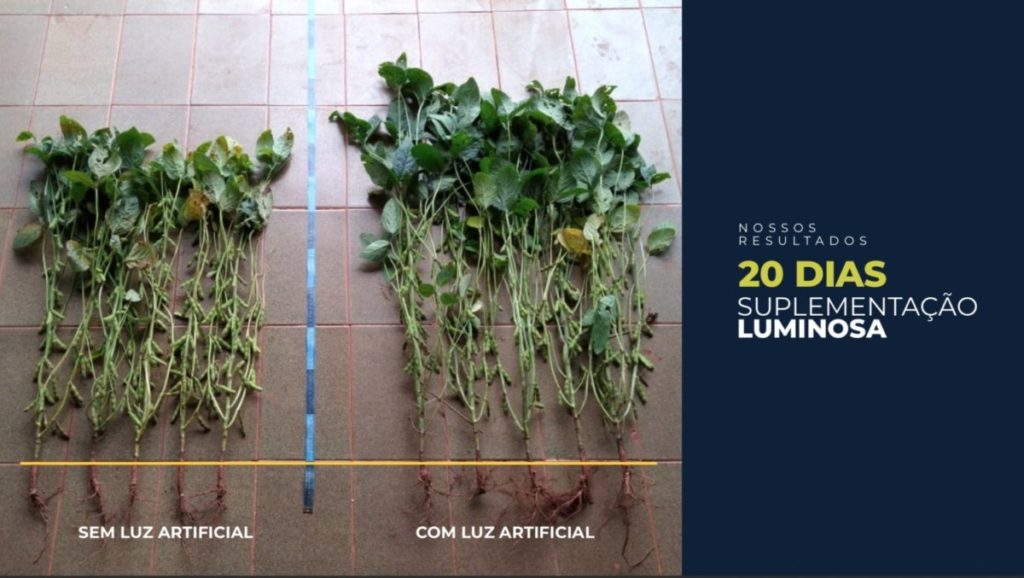 O próximo grande salto da produção agrícola; com apenas 40 dias de irrigação de luz artificial durante a noite, produção pode aumentar em 70%