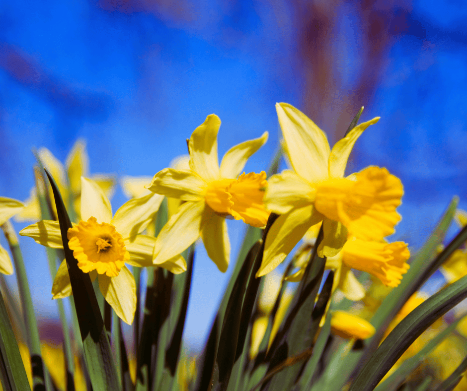 How Much Does a Mitsubishi Mini Split Cost 