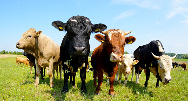 Grass or Grain, Beef is Beef