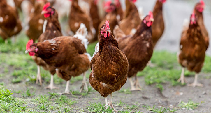 Let The Hens Out! Cage Free Eggs
