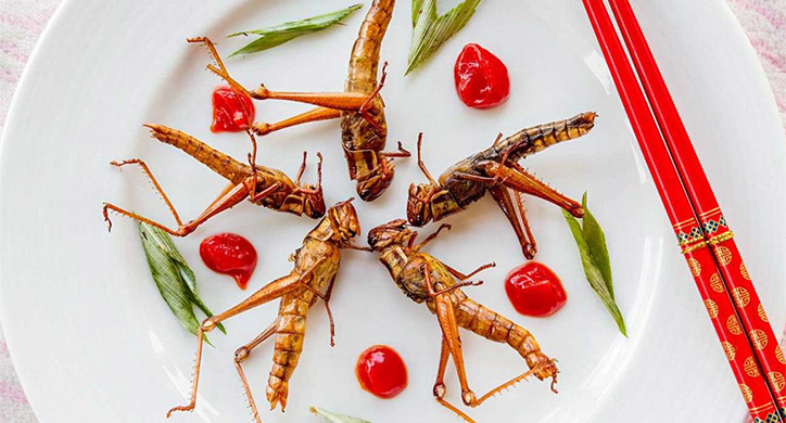 Insects: A New Protein Source
