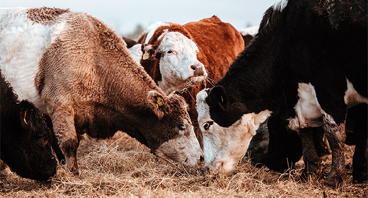 Trading Beef