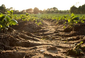 Soil: It is much more than Dirt