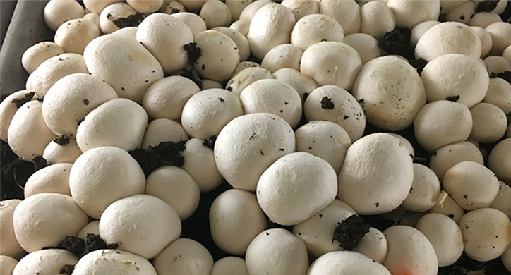 How will CRISPR impact our food?