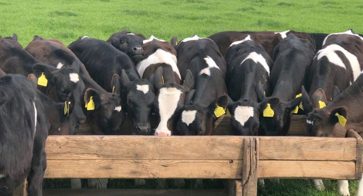 Animal Antibiotics: Should We Be Concerned?