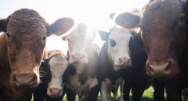 Temple Grandin’s Advice to Fair Oaks Farms