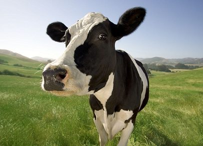 Holy Cow! What happened to Dean Foods and Borden Dairy?