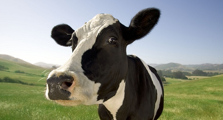 Holy Cow! What happened to Dean Foods and Borden Dairy?