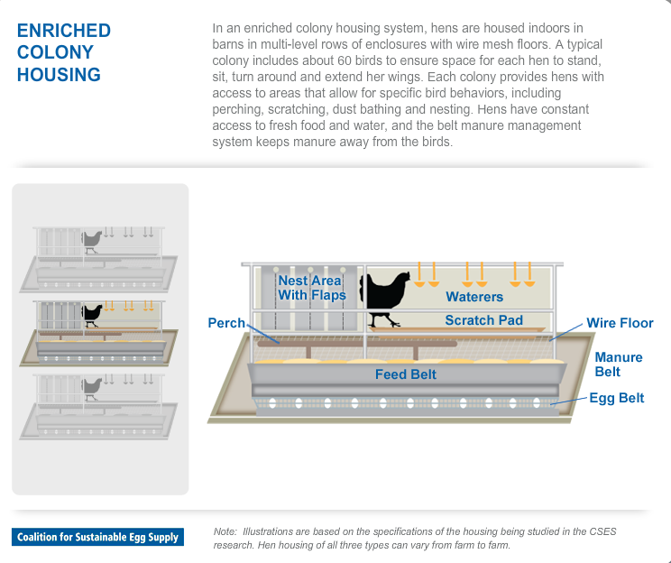 What is the Difference Between CageFree and Regular Eggs?