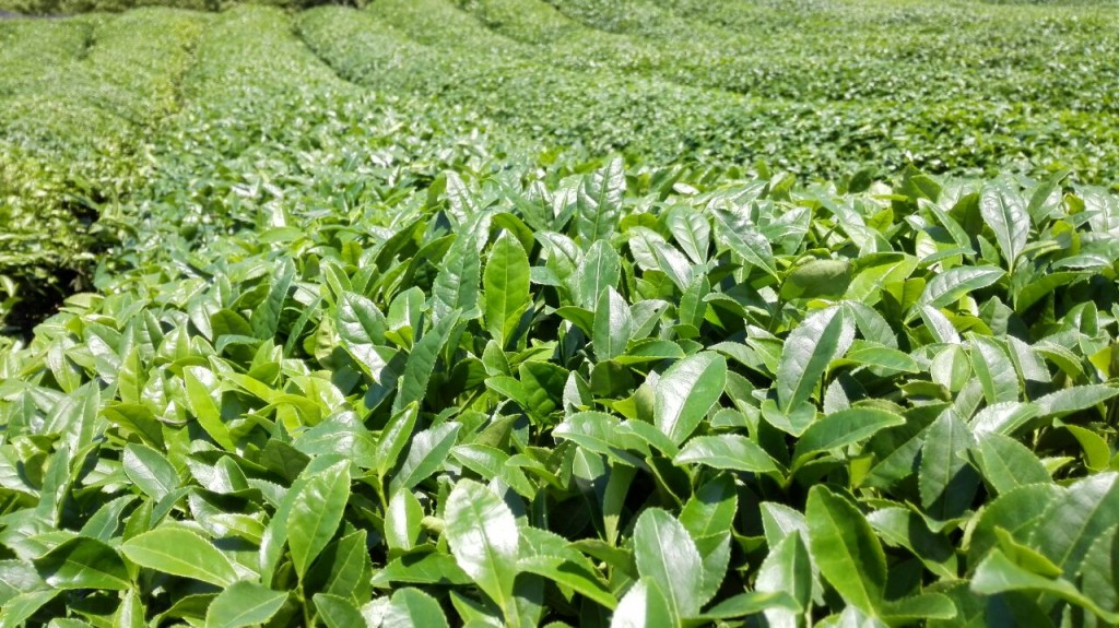 Is Matcha Tea Good for You?