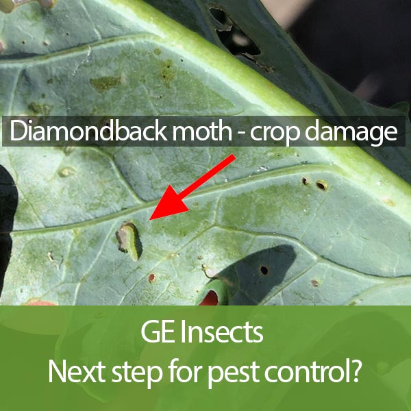 Genetic Engineering: The Future Insecticide?