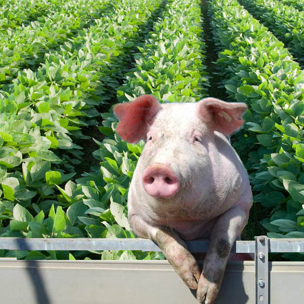 In the News: Soybeans and Pork and China Trade