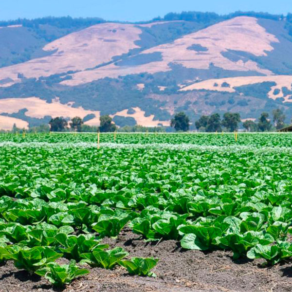 How Does the CDC Detect Foodborne Illnesses, like E. coli in Romaine lettuce?