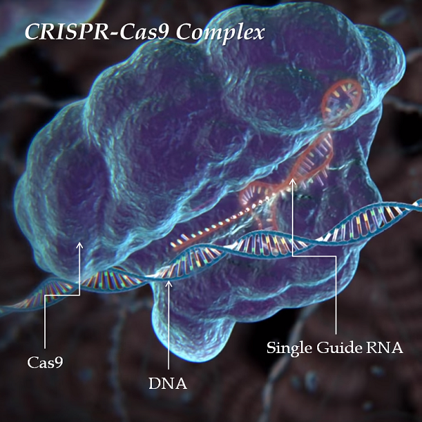 How will CRISPR impact our food?