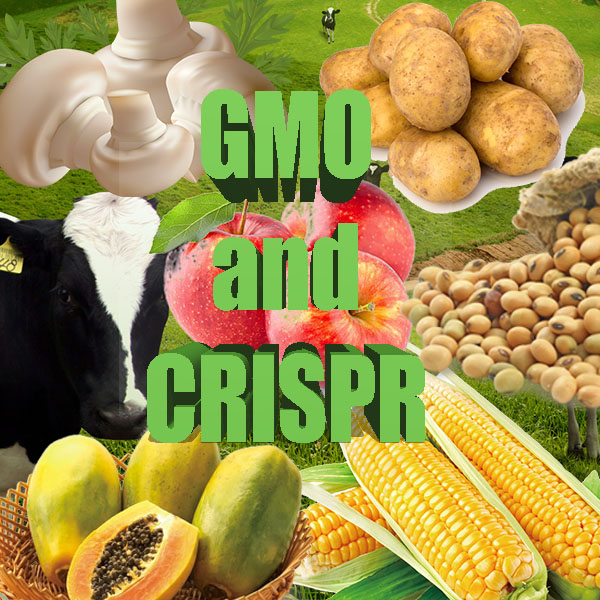 What is the Difference between GMOs and CRISPR?