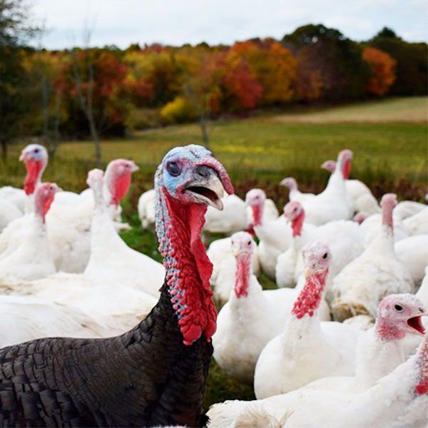 Keep Salmonella Away From Your Thanksgiving Table!