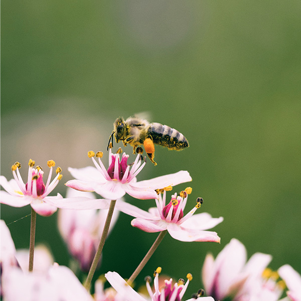 Why Should We Care About Bees?